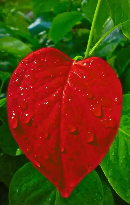 Tirada del amor 🎡